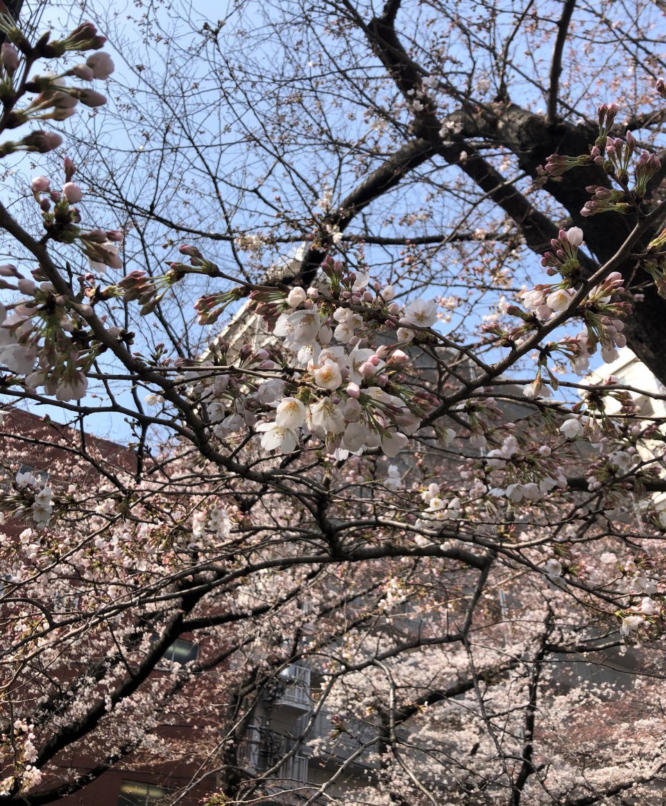 の画像